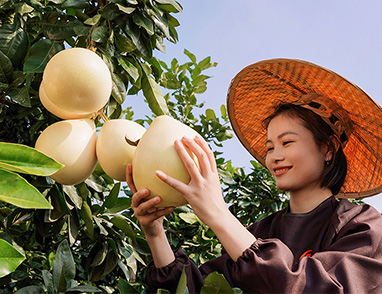 彭山红心柚种植基地