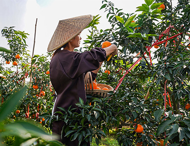 蒲江耙耙柑种植基地